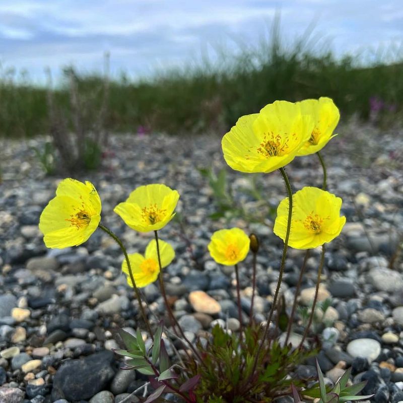 Arctic Poppy