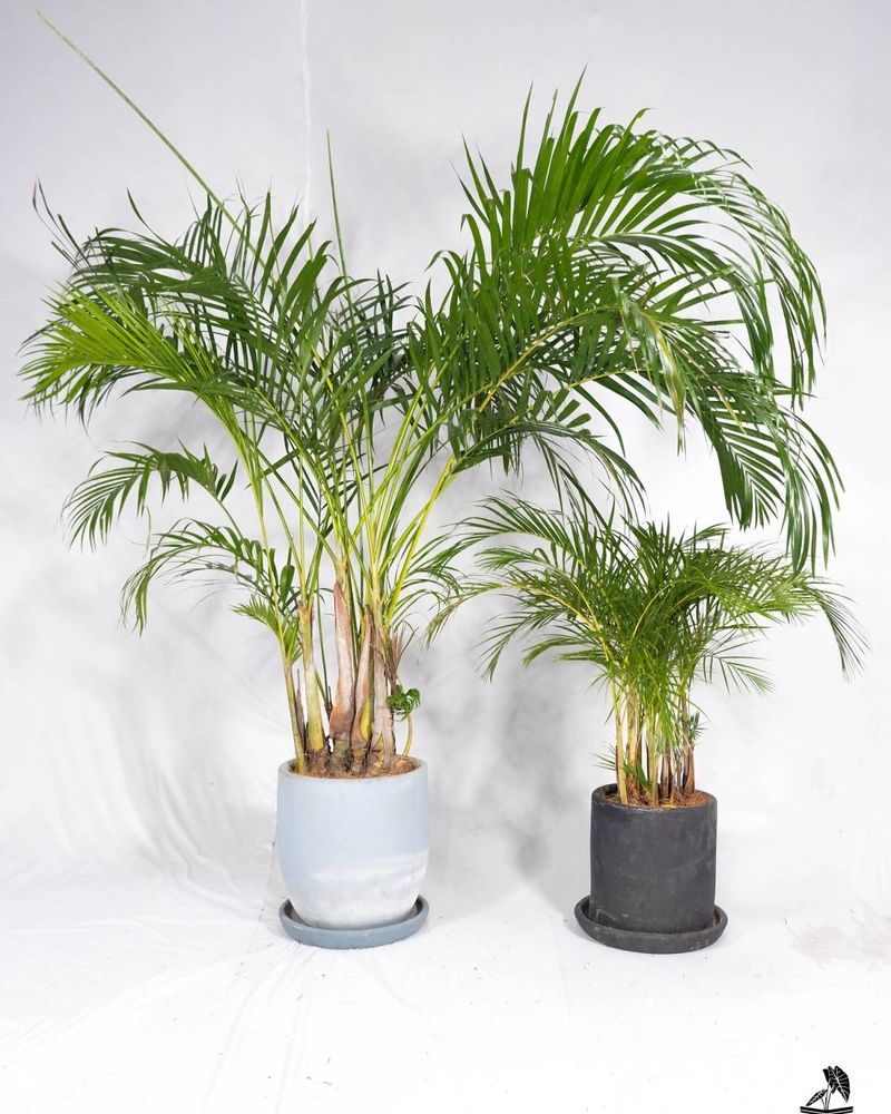 Areca Palm