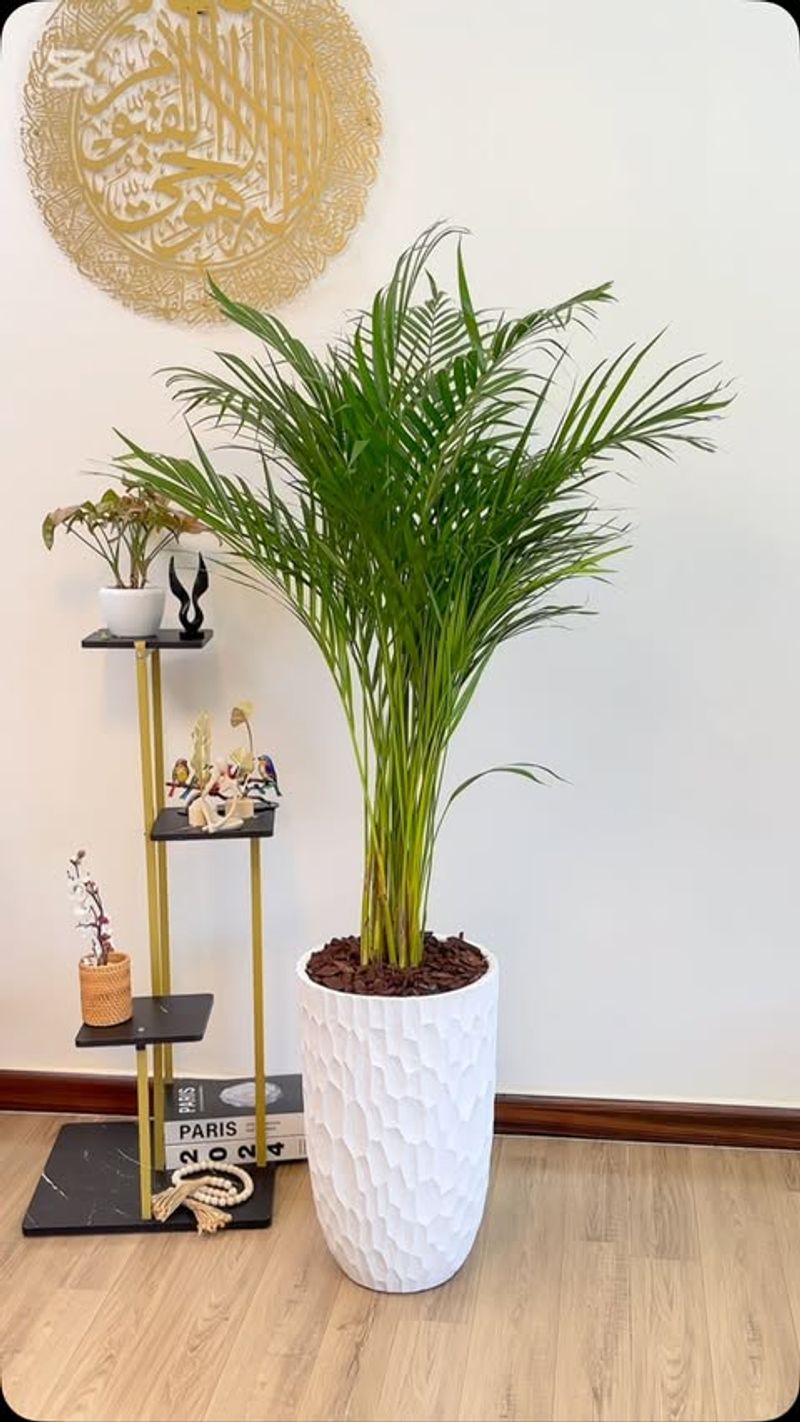 Areca Palm