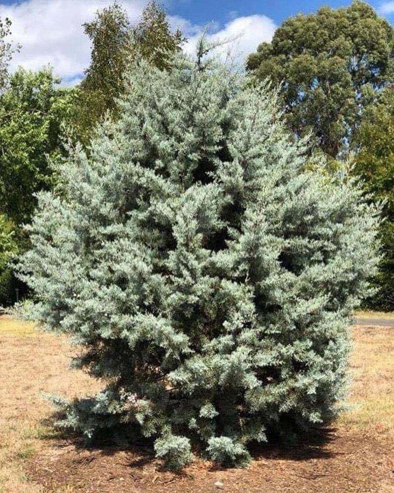 Arizona Cypress