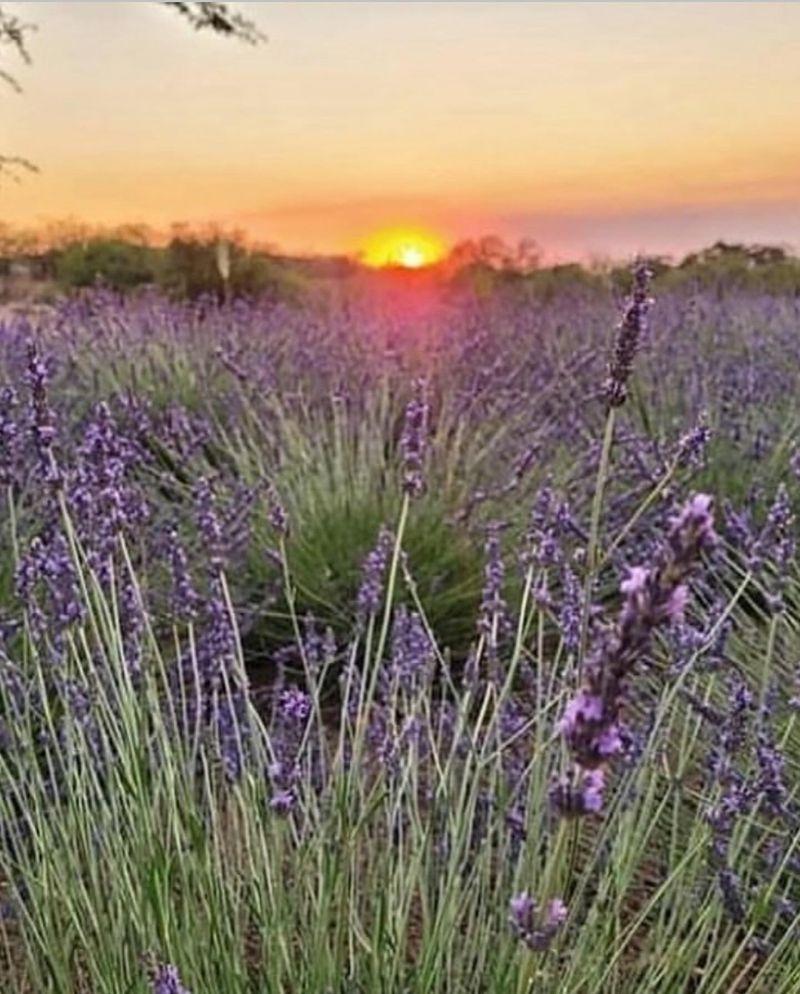 Arizona: Desert Lavender