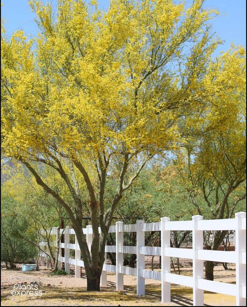 Arizona: Palo Verde