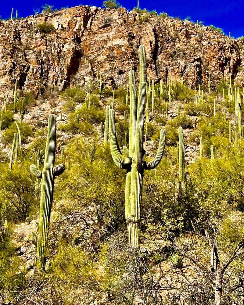 Arizona: Saguaro Cactus