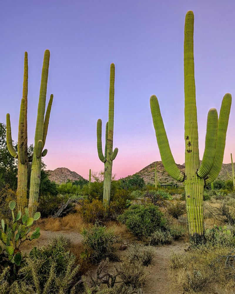 Arizona - Saguaro Cactus