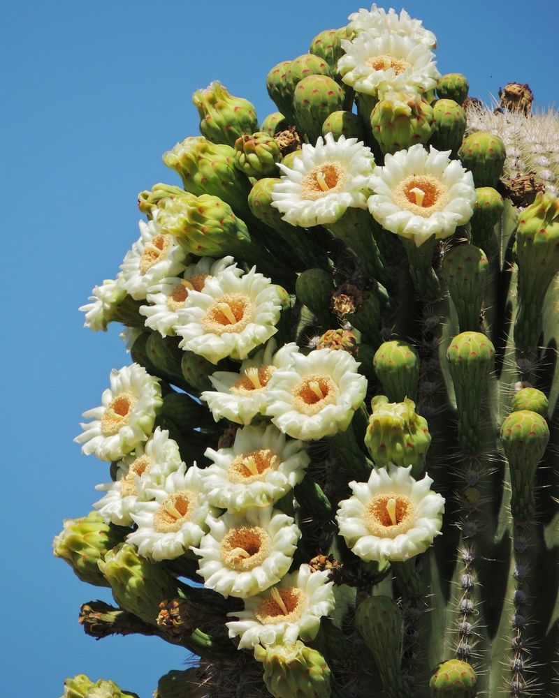 Arizona: Saguaro Cactus Blossom