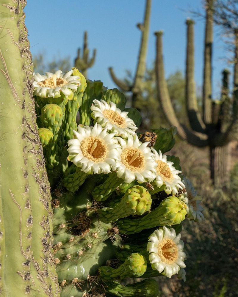 Arizona - Saguaro Cactus Blossom