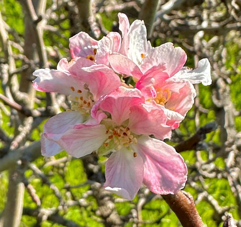 Arkansas: Apple Blossom