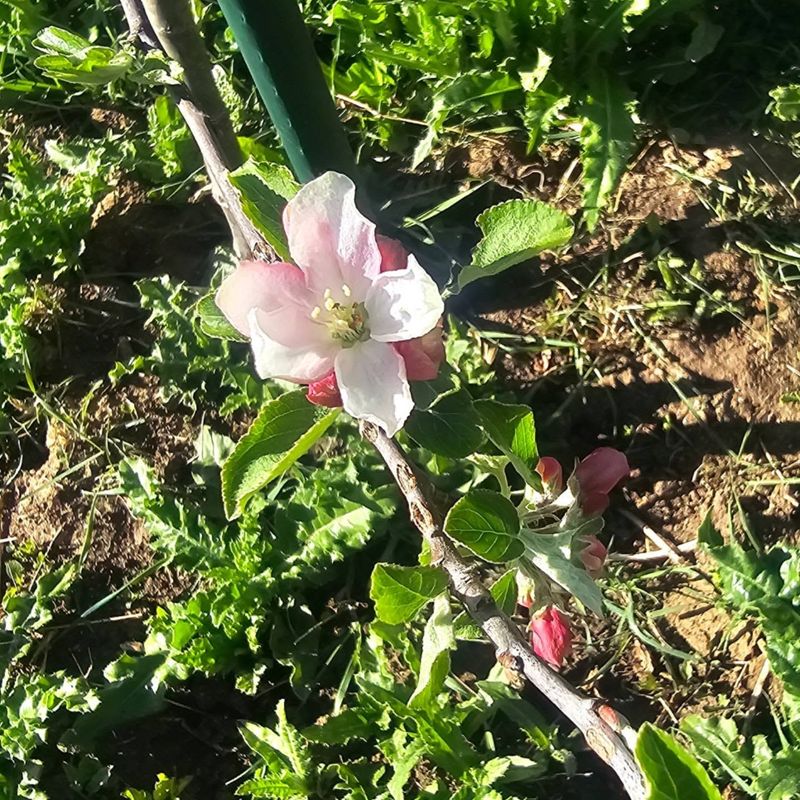 Arkansas - Apple Blossom