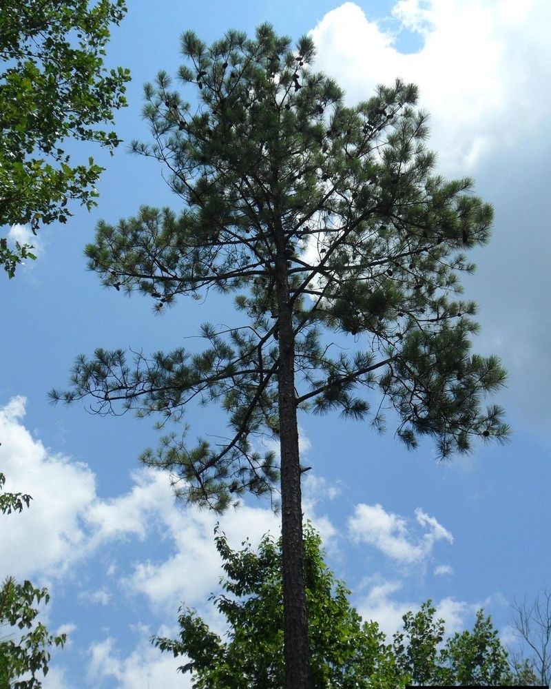 Arkansas: Loblolly Pine