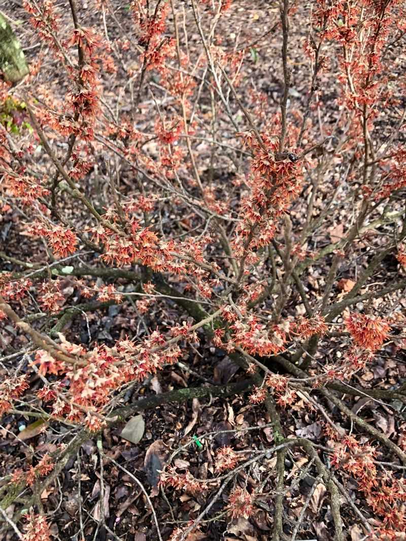 Arkansas - Ozark Witch Hazel