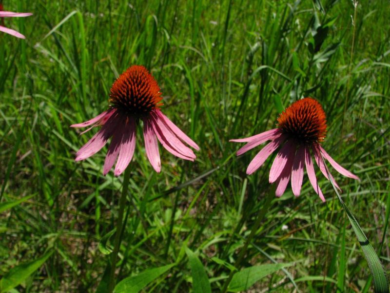 Arkansas - Purple Coneflower