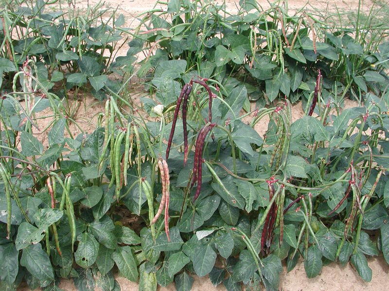 Arkansas: PurpleHull Peas