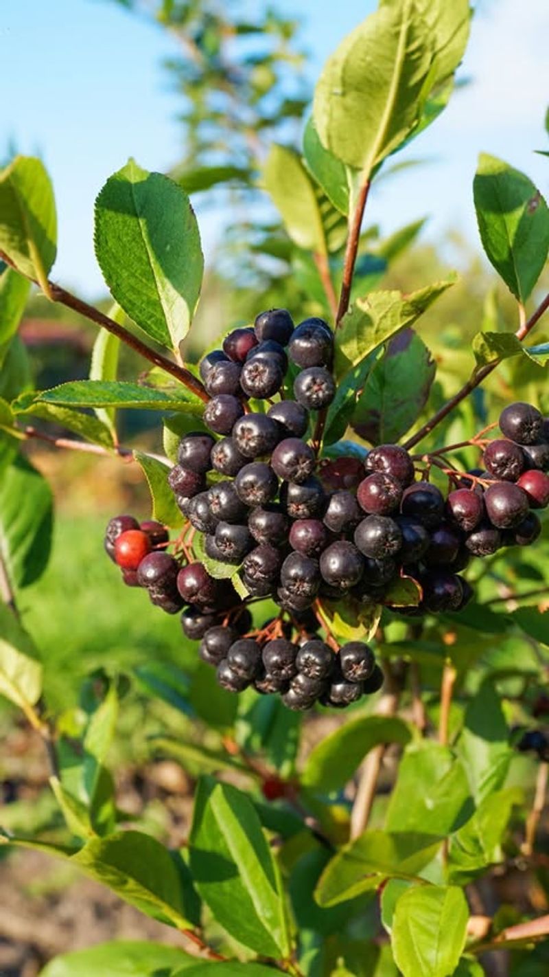 Aronia Berry Shrub