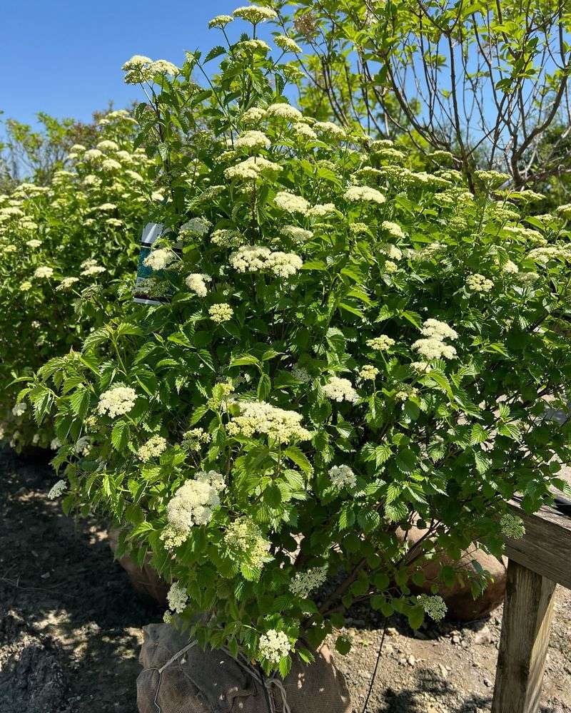 Arrowwood Viburnum