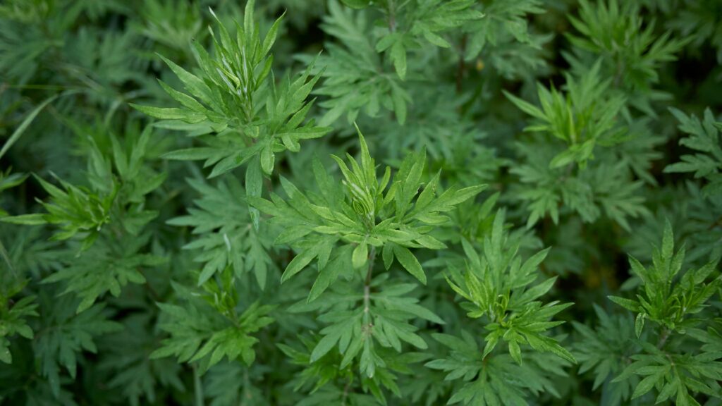 Artemisia vulgaris