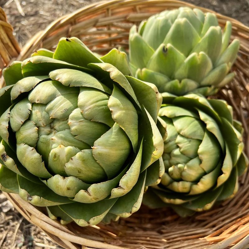 Artichokes