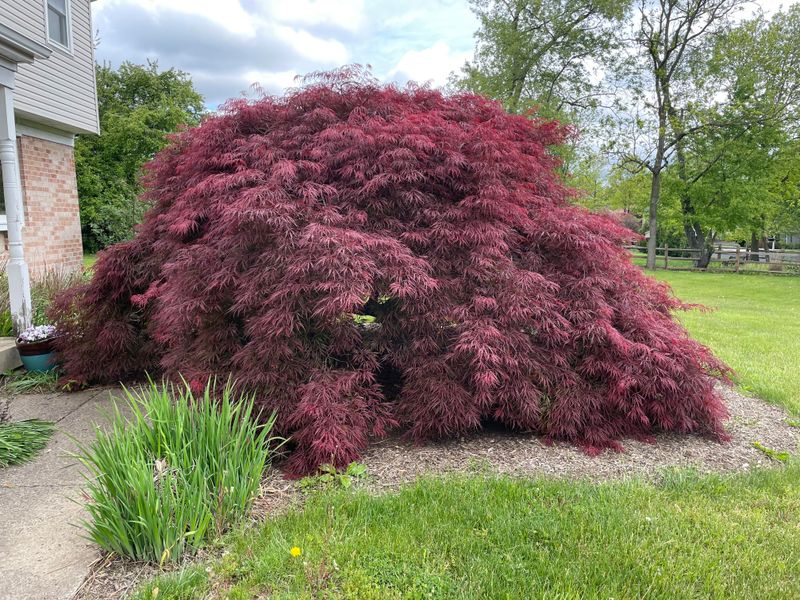 Artistic Flair with Japanese Maple