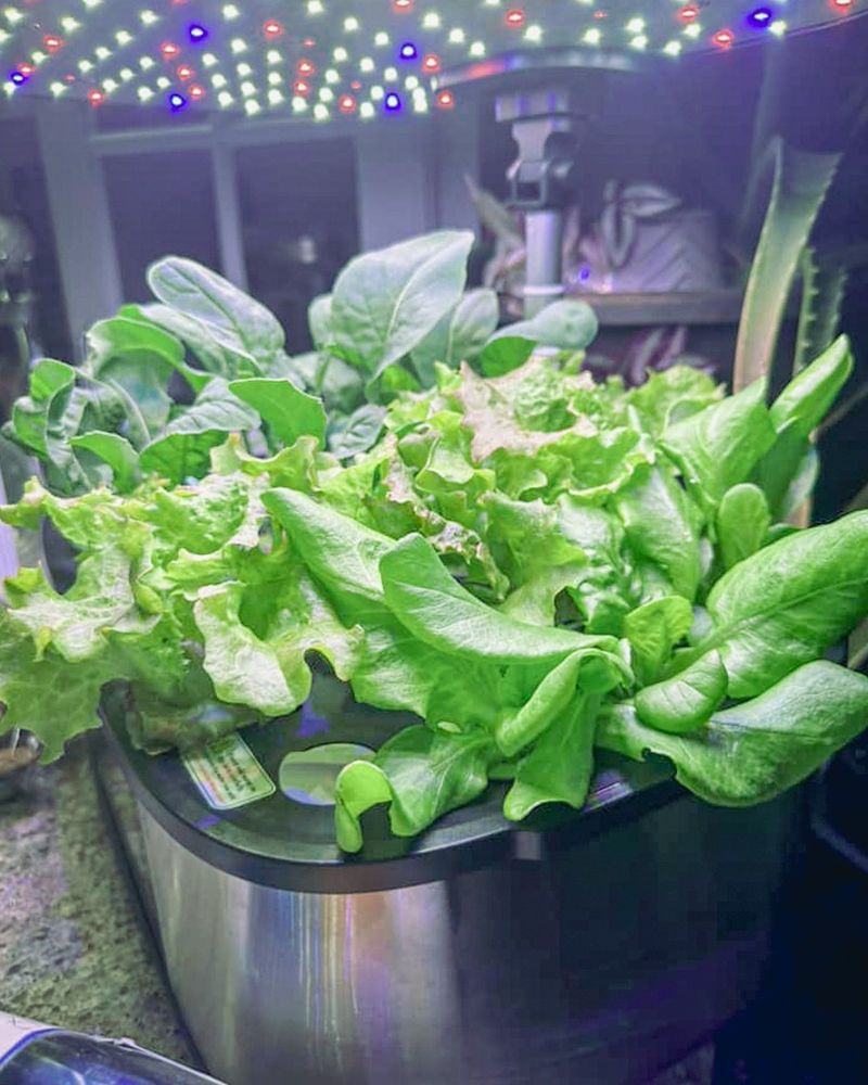 Arugula