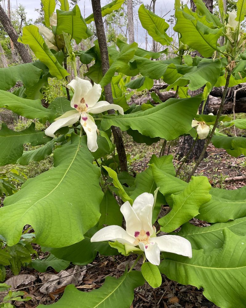 Ash Magnolia