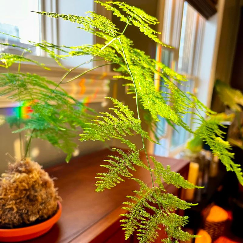 Asparagus Fern