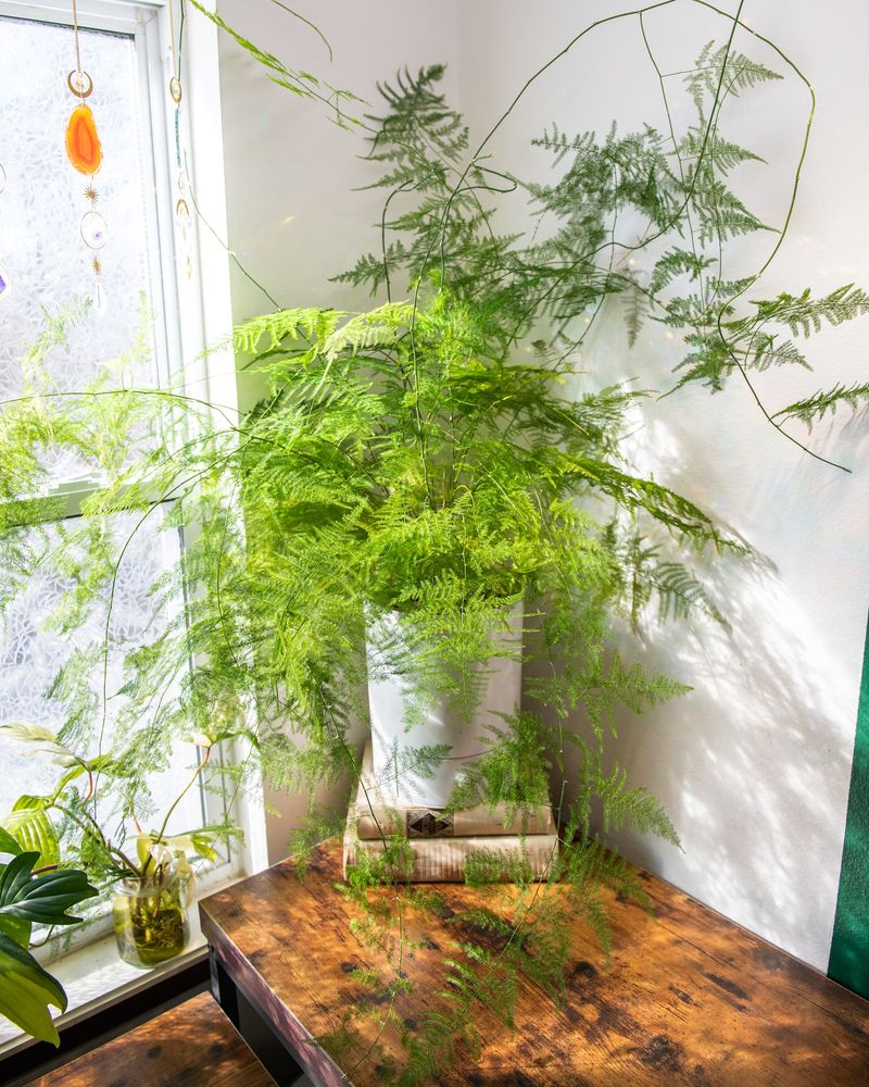 Asparagus Fern