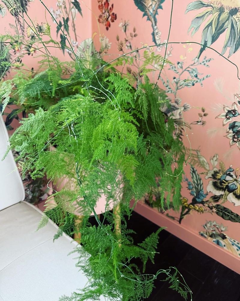 Asparagus Fern (Asparagus setaceus)