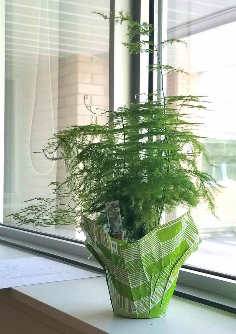 Asparagus Fern