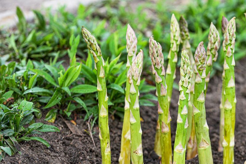 Asparagus and Parsley