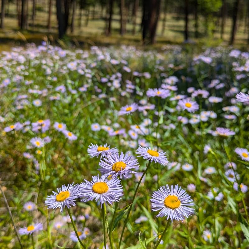 Aspen Daisy