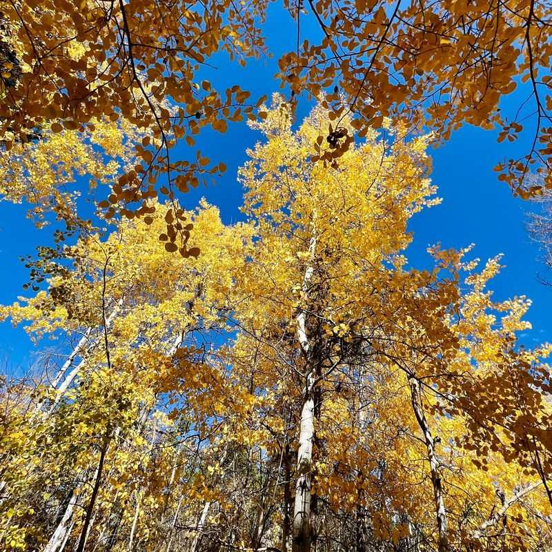 Aspen Tree