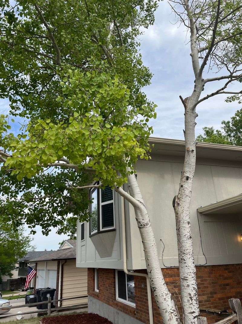 Aspen Trees