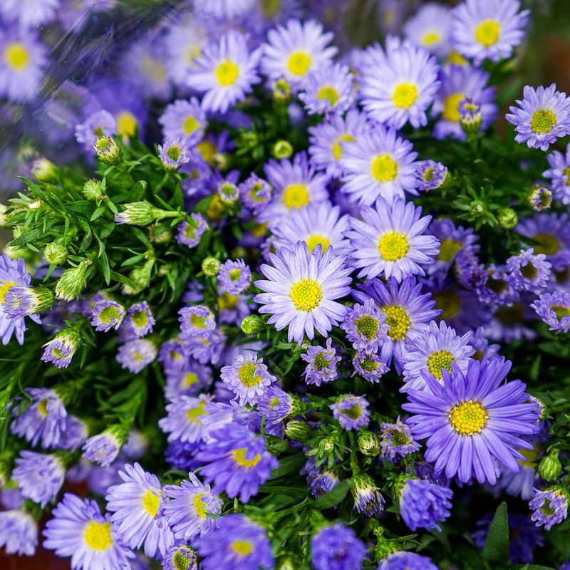 Aster