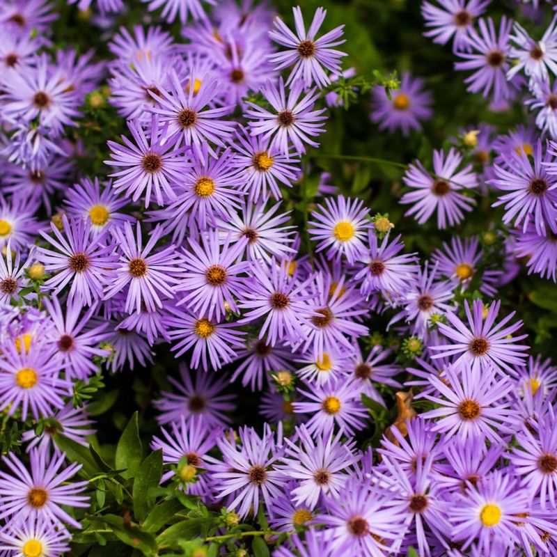 Aster