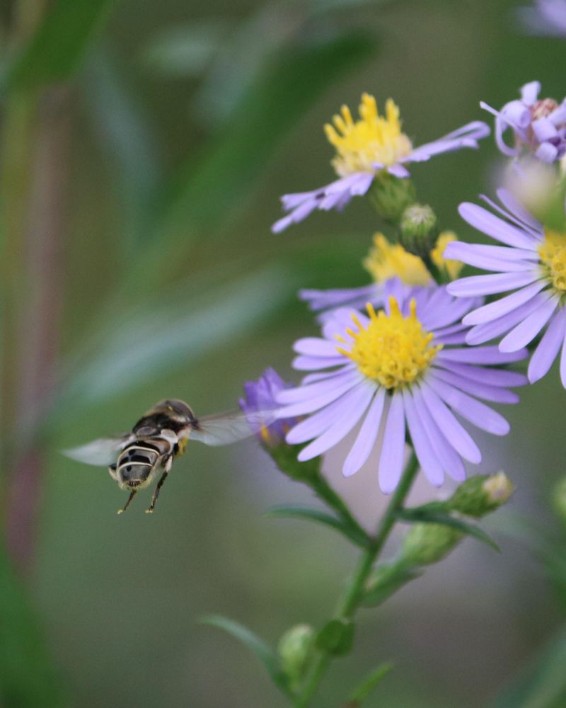 Aster