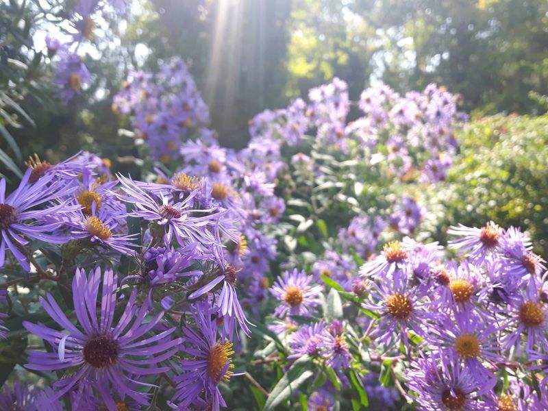 Aster