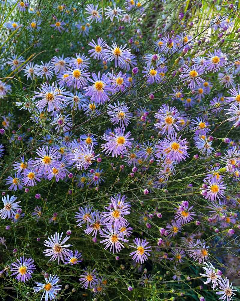 Aster Daisy