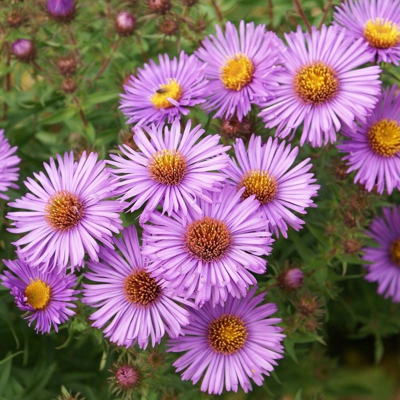 Asters