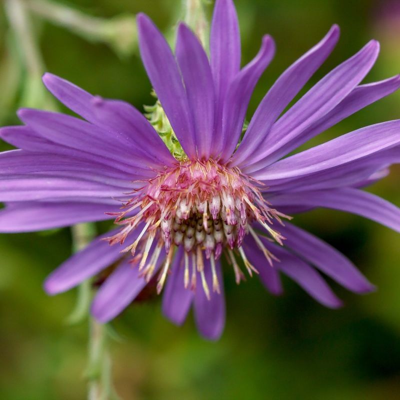 Asters