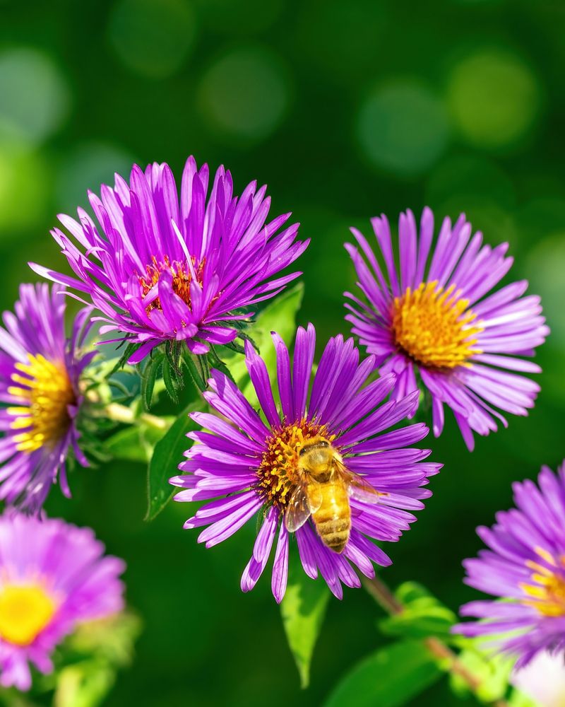 Asters