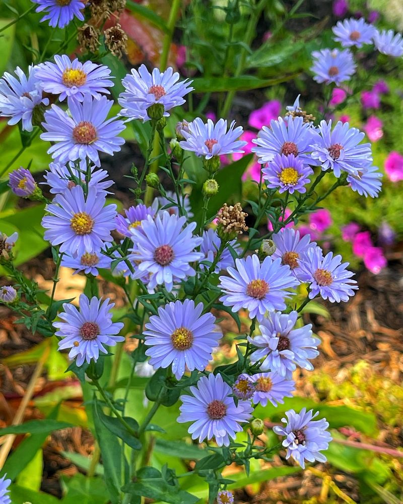 Asters