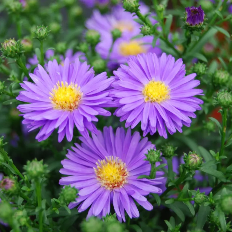 Asters