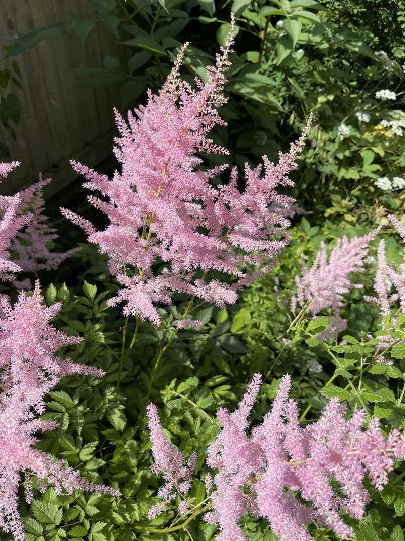 Astilbe