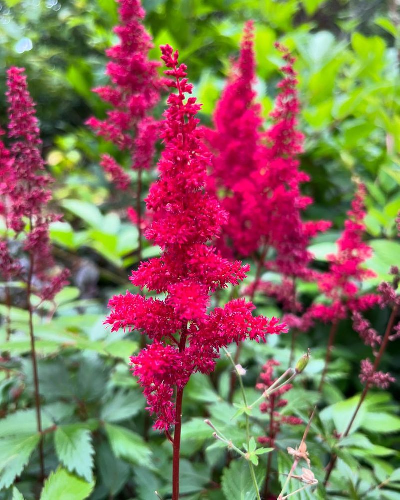 Astilbe