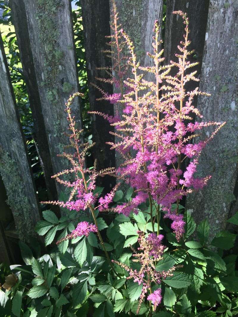 Astilbe