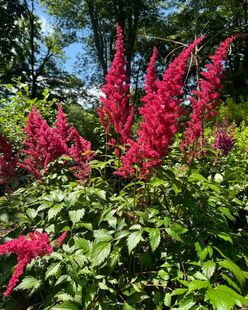 Astilbe