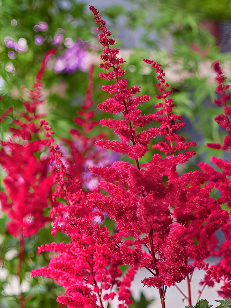 Astilbe