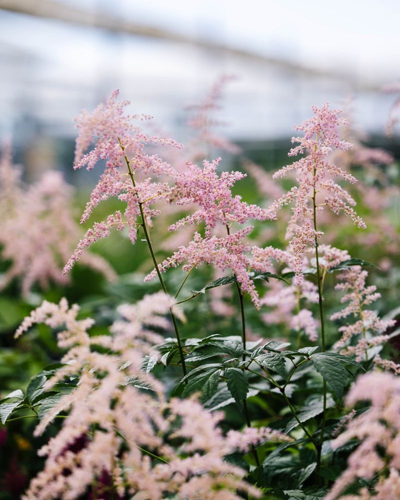 Astilbe