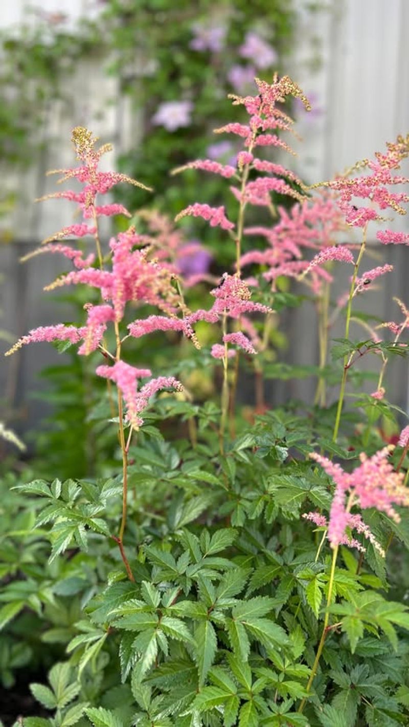 Astilbe