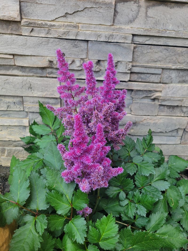 Astilbe