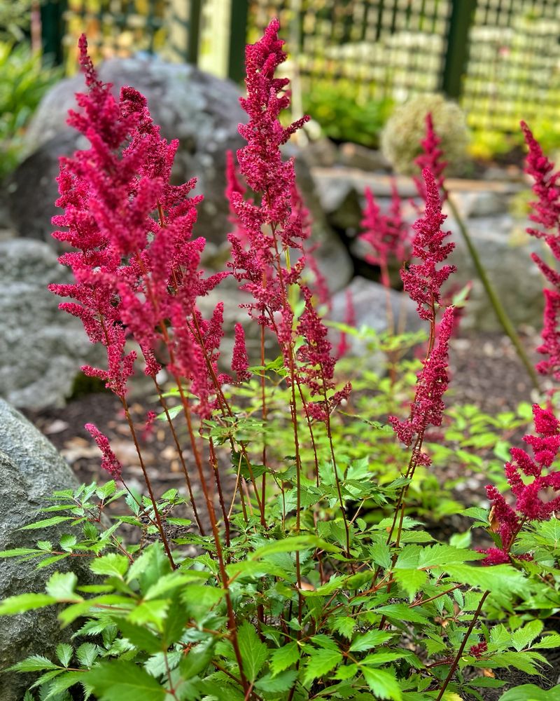 Astilbe Accents